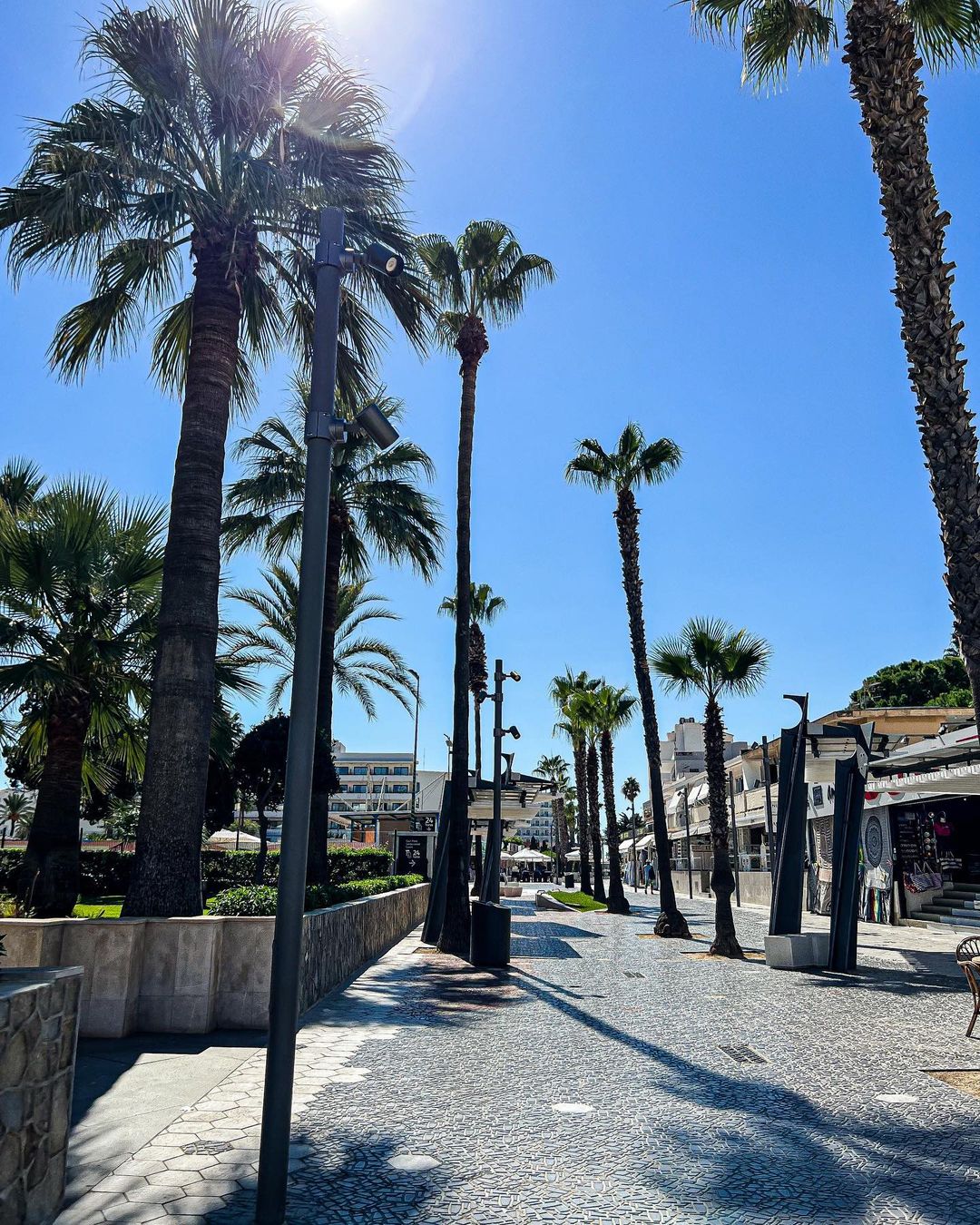 Palmeras junto al paseo de Cala Millor